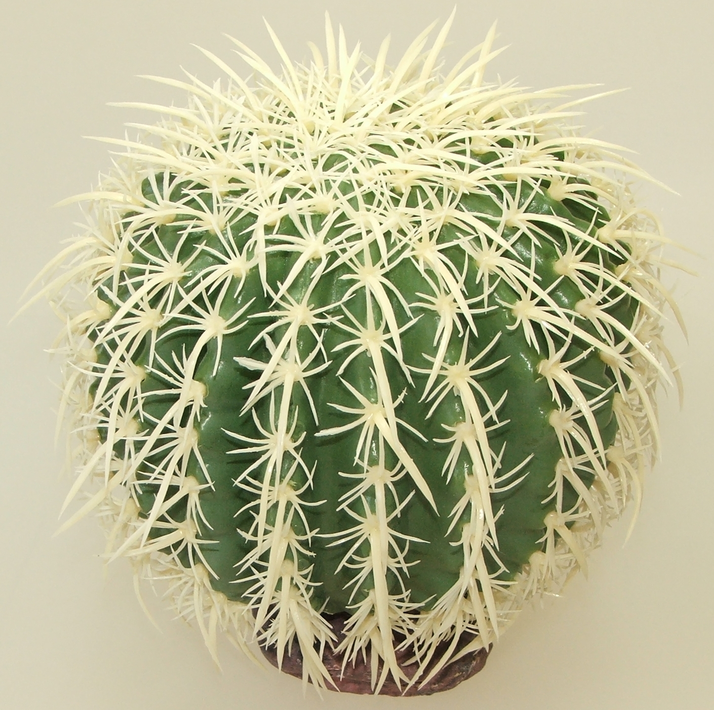 Kaktus Sierra Nevada 16 cm hoch