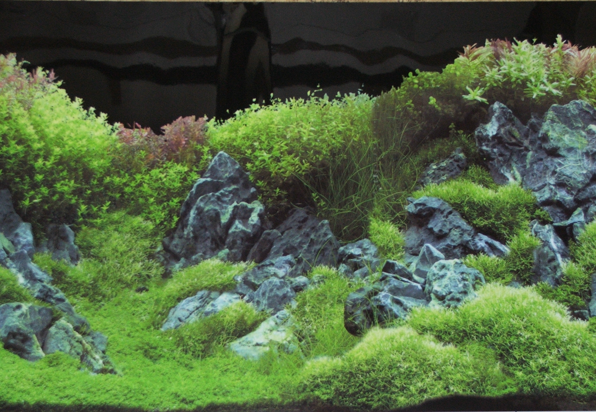 Rückwandfolie Planted River / Green Rocks 29,4 cm hoch